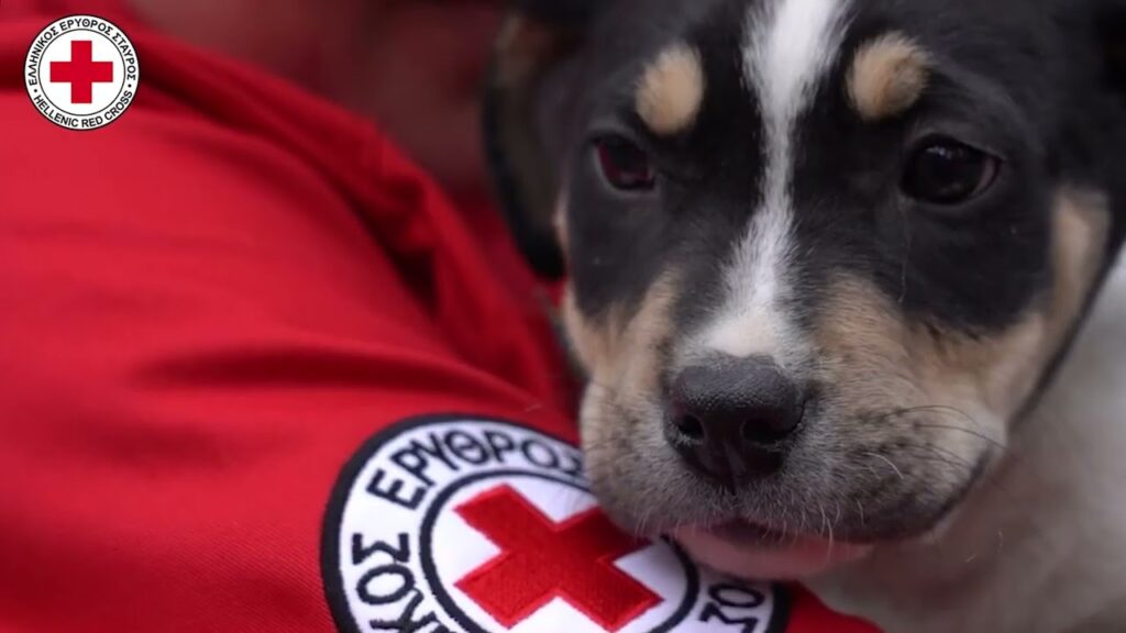 Πρώτες Βοήθειες για Σκύλους