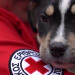 Πρώτες Βοήθειες για Σκύλους